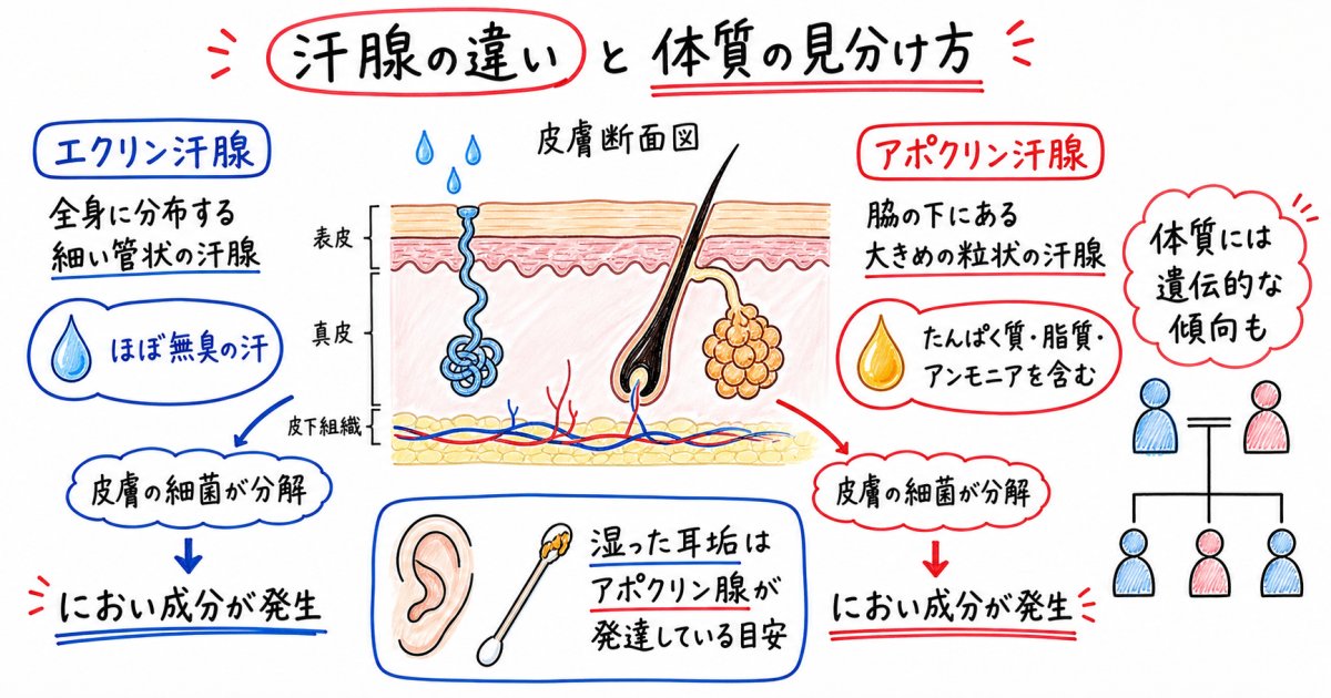脇の臭いが生じる仕組みと「体質」による違い